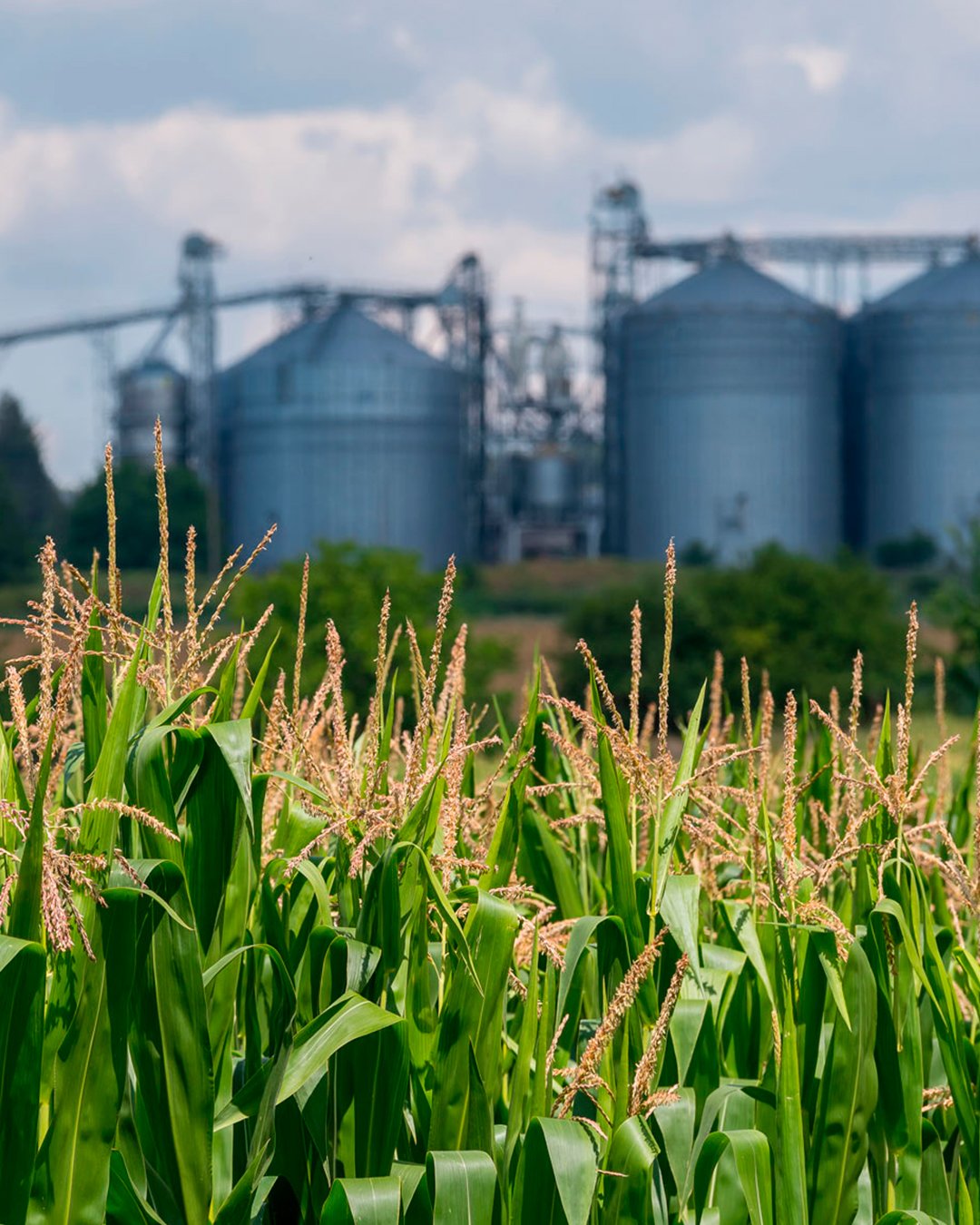 apnube-maiz-granos-erp-cultivo-logistica-silos-industria-colombia-panama-mexico