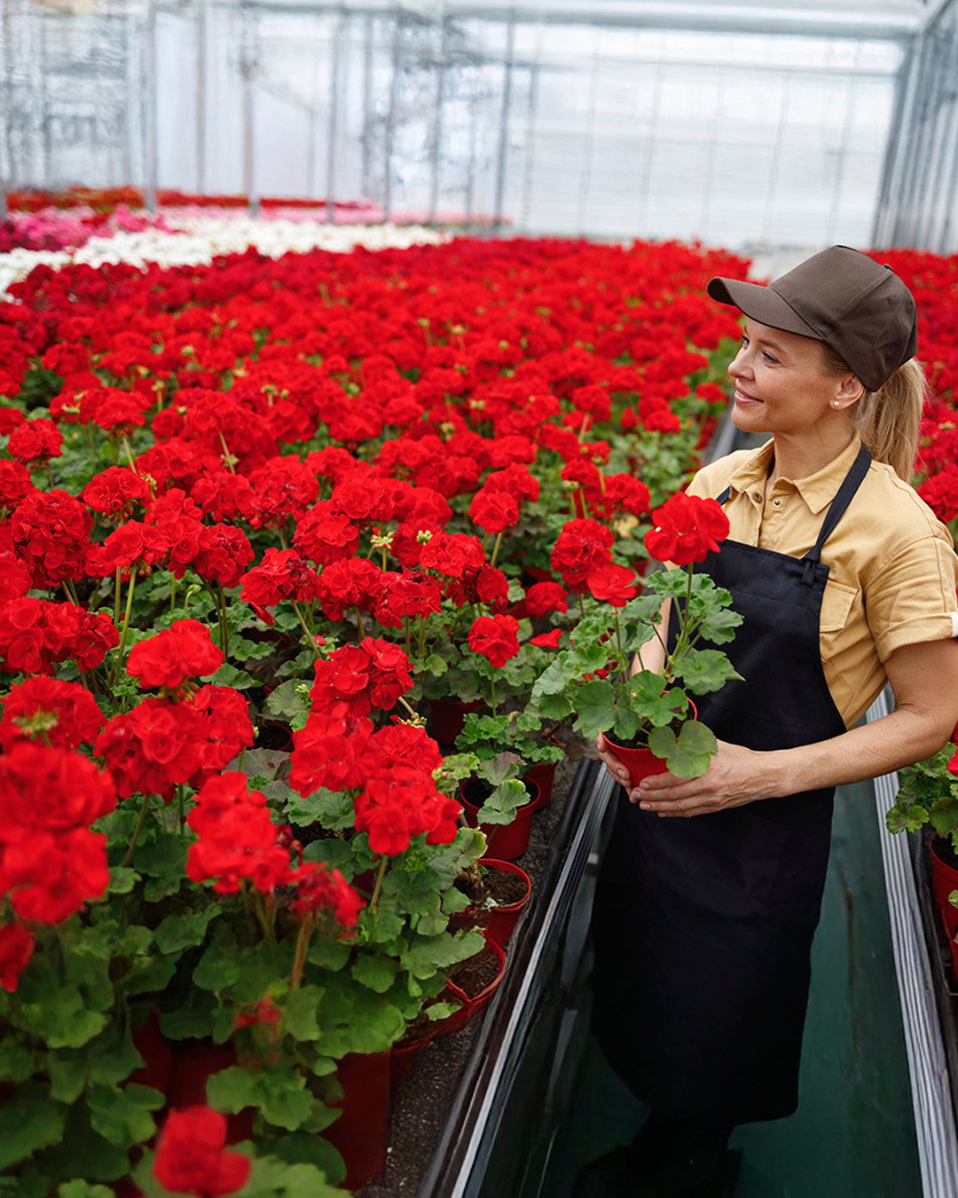 floricultura colombia sap apnube mejor erp
